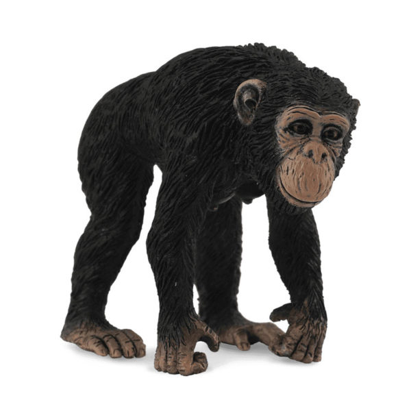 Χιμπατζής θηλυκός