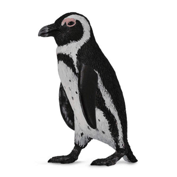 Πιγκουίνος Νότιας Αφρικής