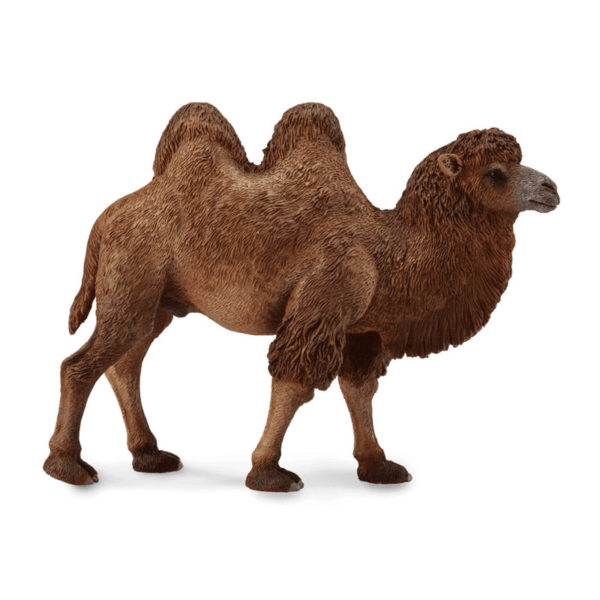 Βακτριανή Καμήλα