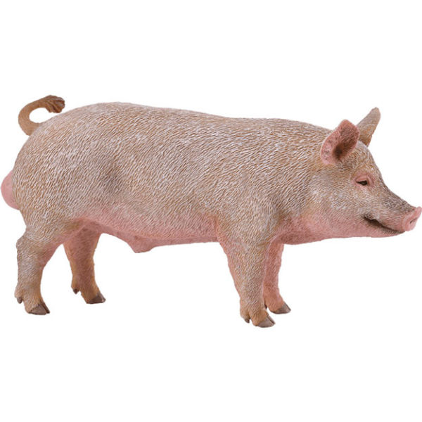 Αρσενικό γουρούνι
