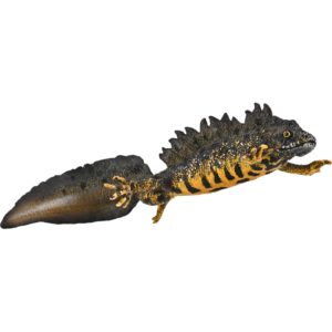 CollectA Λοφιοφόρος Τρίτωνας (80064)